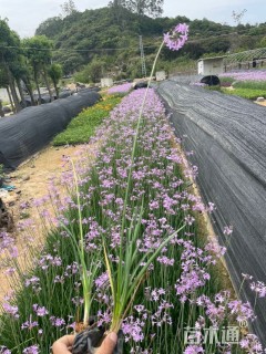 高度20厘米紫娇花