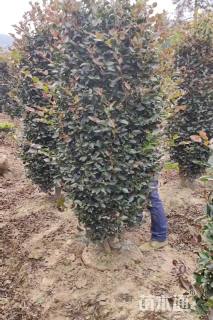 高度160厘米茶梅柱