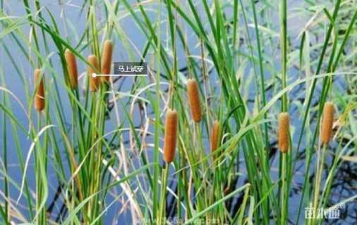 高度50厘米花叶香蒲