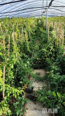 高度40厘米蔷薇