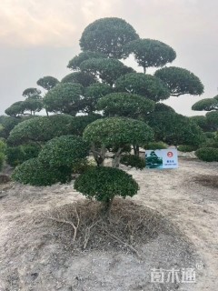 高度200厘米瓜子黄杨