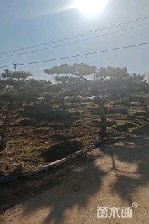 10公分造型油松