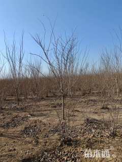 高度400厘米紫荆