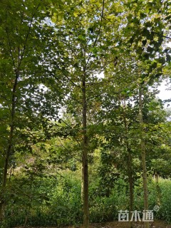 10公分醉香含笑