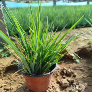 高度22厘米紫露草