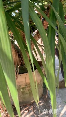 高度150厘米龙血树