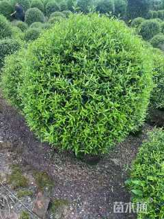 高度100厘米木犀榄球