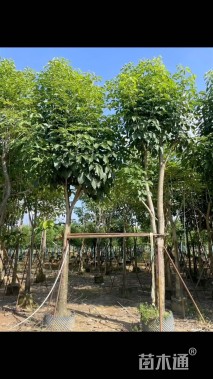 15公分洋红风铃木