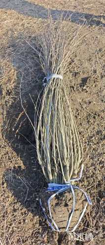 高度200厘米丛生木槿