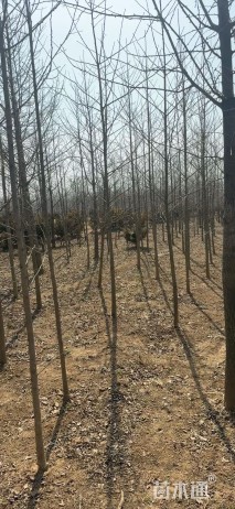 高度350厘米银杏小苗