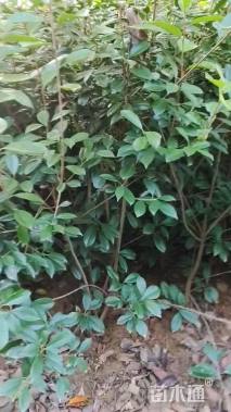 7公分四川红紫薇