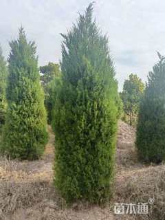 高度300厘米松柏