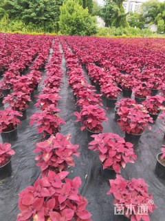 高度25厘米彩叶草