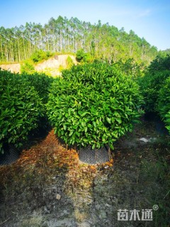 高度100厘米非洲茉莉球