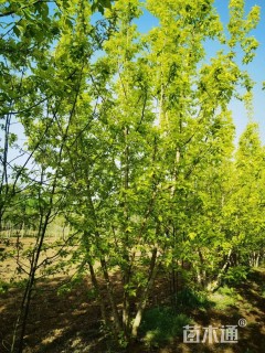 50公分金叶复叶槭