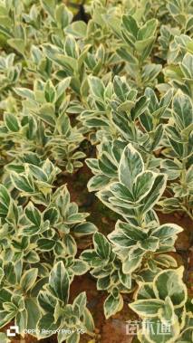 高度15厘米金边黄杨