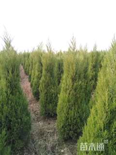 高度250厘米塔柏