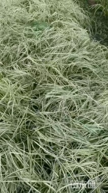 高度30厘米金叶苔草