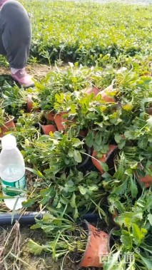 高度15厘米大滨菊