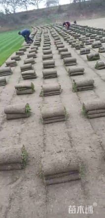 草毯状天堂草