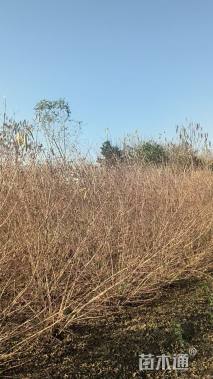 高度100厘米紫珠