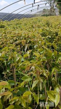 90厘米油麻藤