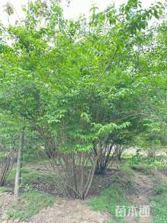 高度200厘米丛生金银木
