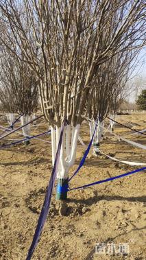 15公分西府海棠