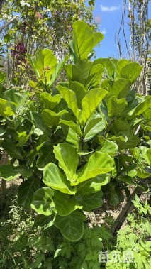 高度250厘米琴叶榕