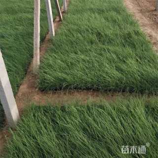 高度30厘米粉黛乱子草