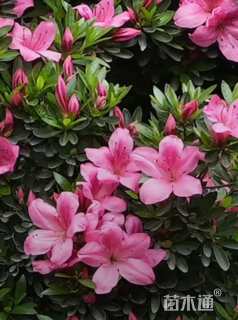 高度15厘米夏鹃小苗