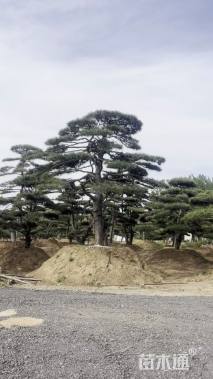 12公分造型黑松