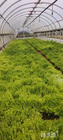 高度15厘米佛甲草