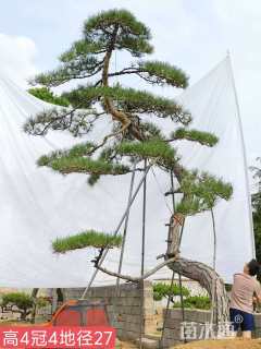 高度200厘米黑松