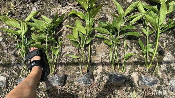 高度40厘米洒金珊瑚