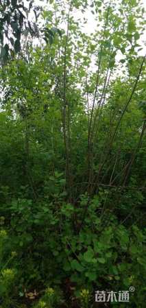 高度250厘米丛生黄栌