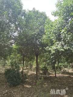 15公分大叶女贞