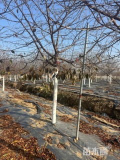 8公分染井吉野樱