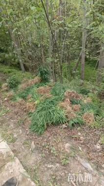 高度50厘米小叶女贞