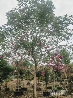 8公分紫花风铃木