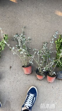 高度45厘米水果兰球