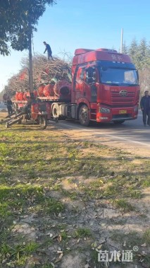 17公分日本晚樱