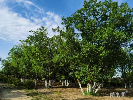高度600厘米丛生蒙古栎