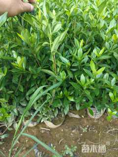 高度45厘米小叶栀子