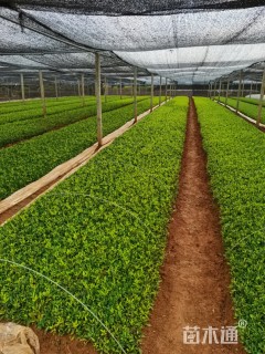 8厘米瓜子黄杨小苗