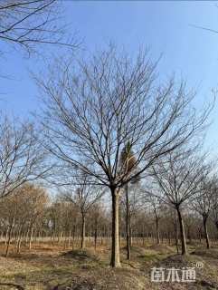 25公分朴树