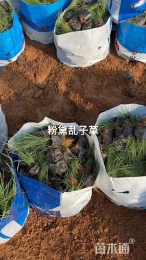 高度17厘米粉黛乱子草