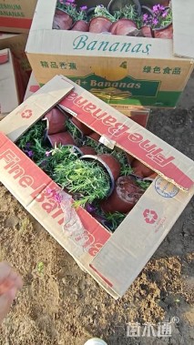 高度20厘米福禄考