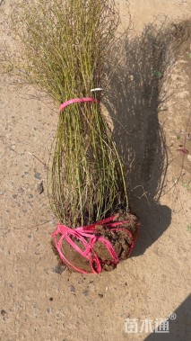 高度100厘米棣棠