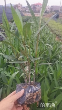 高度25厘米翠芦莉